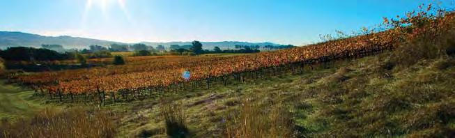 RSV plants and maintains native grasses in open spaces adjacent to planted vineyards. soil structure and encourage new root growth.