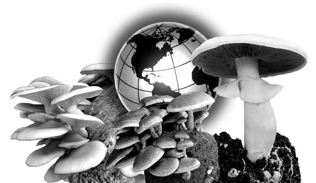 Micologia Aplicada Mushroom International, prices and consumption 24(1), 2012, pp. 11-26 2012, Berkeley, CA, U.S.A. www.micaplint.