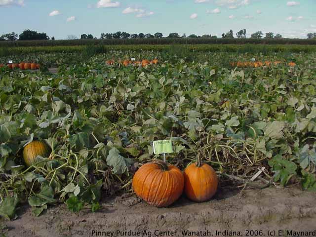 30 Pumpkin Yield 2006 20 10 0 Phat Jack