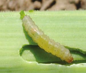 Ontario and southwestern Quebec. Leek moth is considered a regulated pest in the U.S.