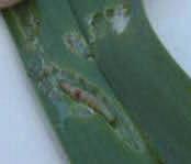 cocoon Leek Moth Damage Destructive Stage Larva Yellowish-green with a pale brown head; small grey spots on each abdominal segment