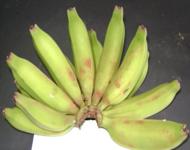 (i) unbagged (ii) bagged Figure 4 Visual appearance of banana cultivar Grand Nain at harvest A few of the covered fruits suffered sunburn, which adversely affected fruit quality (Figure 5).