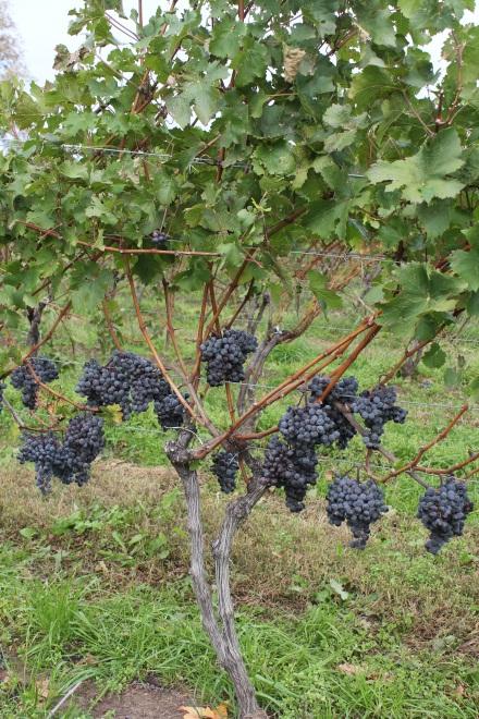 Why Develop Appassimento Wines for Ontario Can we further develop flavours in our grapes for use in high end wines despite cool, wet, less optimal fall months Adopt methods and technologies from