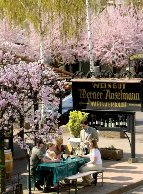 While winter still has its grip on many regions in Germany, spring begins in the Palatinate. Avenues of blossoming almond trees delight visitors from near and far.