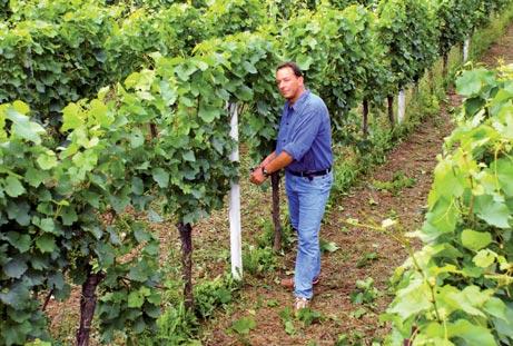He extended the area under cultivation and reorganized the spectrum of grape varieties.