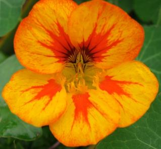 Nasturtium Flower A sweet floral flavour wit a spicy pepper finish.