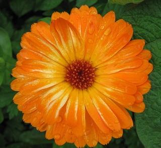 Calendula Flower - A great flower to eat with a p e p p e r y, t