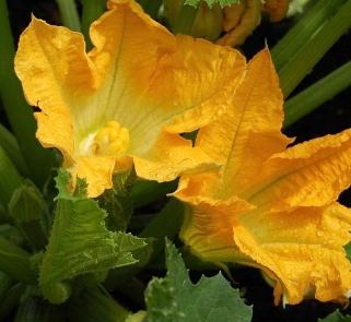 Zucchini or Courgette Flower - Also known as squash blossoms, popular