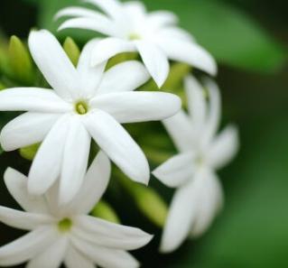 Jasmine Flowers - These super- fragrant blooms are used in tea; you