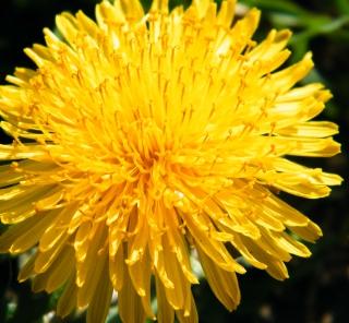 Dandelion Flower - They have a sweet, honey-like flavour when picked