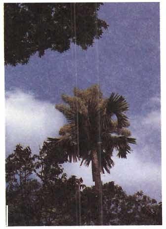 Figure 1 Ta/ipalm, Corypha umbraculifera in flowers. umbrellas are not found anymore. The tali palm has become rarer too in the otherwise palm fringed skyline of Kerala.