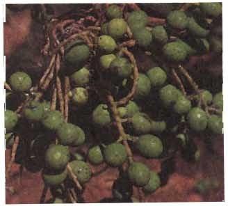 allusion to the leaves. The petiole, about 3 m iong and channeled along its upper side, has sharp and saw like margins. Figure 3 A bunch of young fruits.