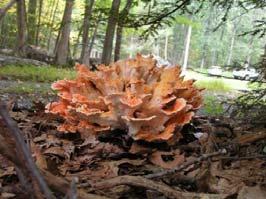 Another species of the Chicken of the Woods is Laetiporus cincinnatus I call
