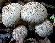 Puffballs are usually all white and smooth but they can be tan and spiney
