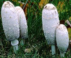 Shaggy Manes start out white, but turn dark and inky with age.