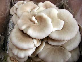This is an Oyster Mushroom or Pleurotus