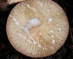 mushroom is white,