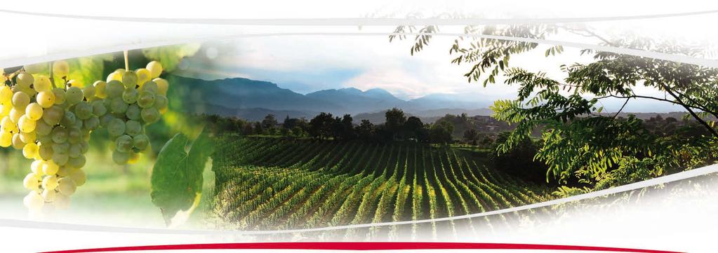 The sweet hills I n the green heart of the gentle Conegliano hills it lies Vinicoltura Le Rughe.
