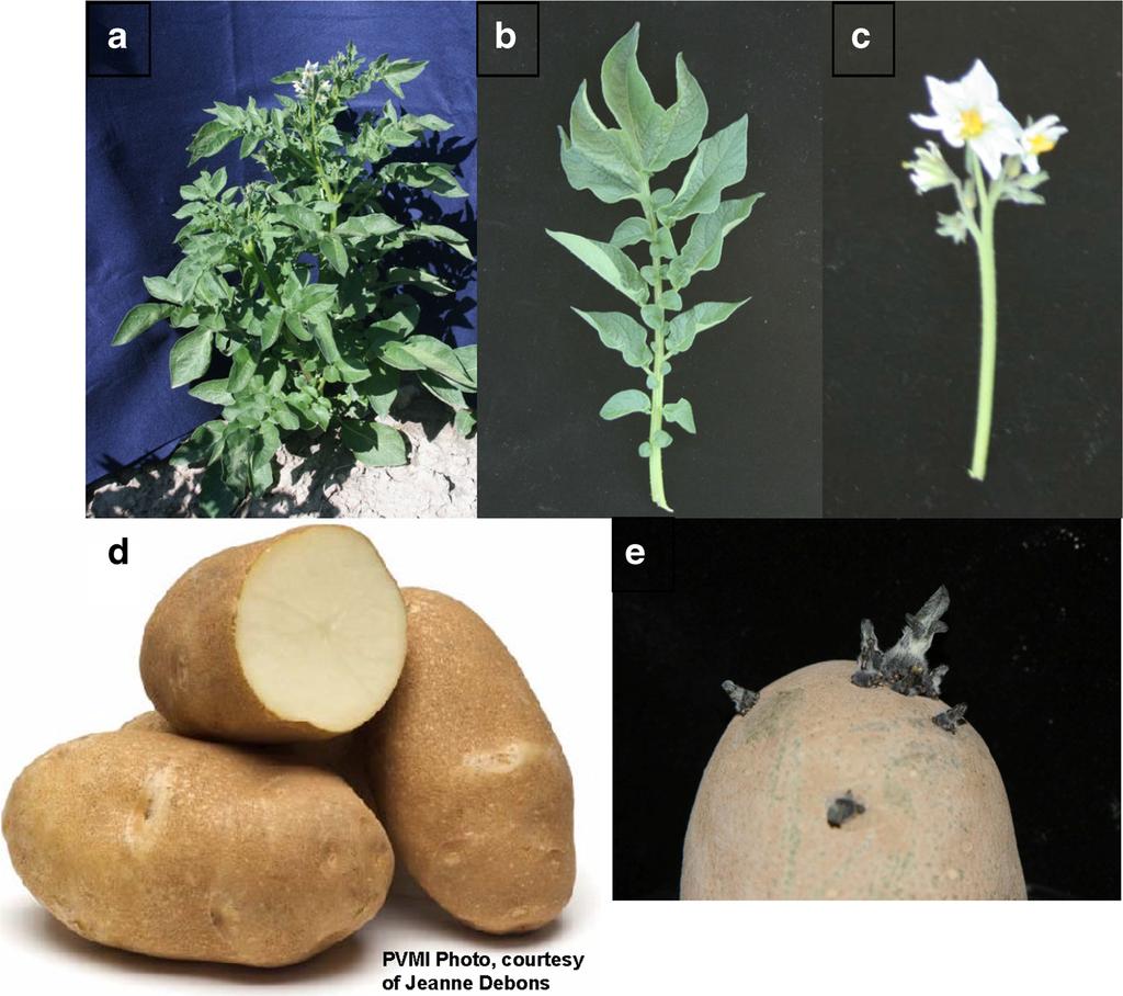 2 Teton Russet: (a) plant, (b) leaf, (c) inflorescence, (d) external and internal tuber appearance, and (e) light sprouts on tuber Calyx: Anthocyanin pigmentation is moderate.