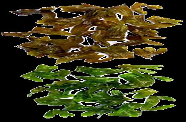 Why do we eat seaweed?