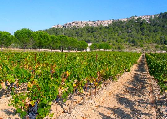 OUR CONCEPT Buy a share in a wine producing estate in the South of France for 600 euros. A well-known wine estate in the South of France is launching an innovative concept.