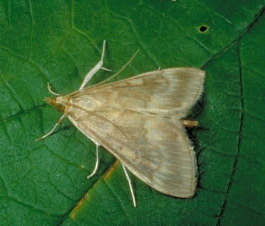 Figure 1. European corn borer moth. Table 1.