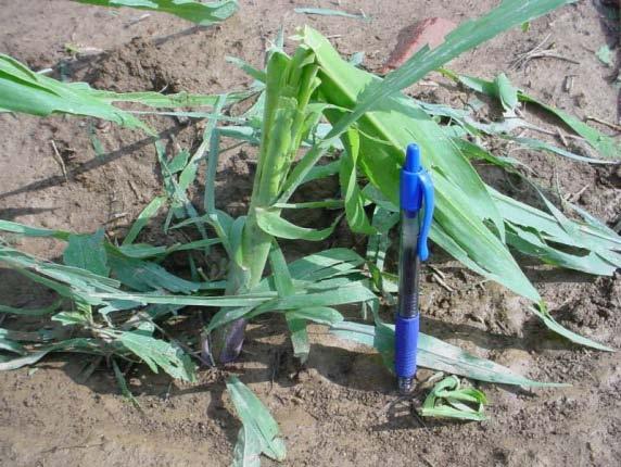 Hail Damage Corn approaching the V6 growth stage (six visible collars) is usually highly tolerant of hail damage.