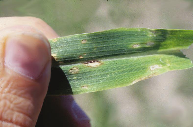 Damage by both thrips and mites shows up as yellow speckling on the leaves, and plants may show signs of water stress.