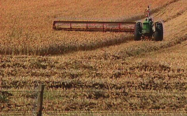 To prevent grain loss due to shattering, proso is often swathed and placed in a windrow when the top half of the head is ripe.