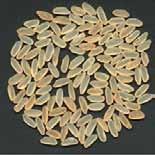 grains are translucent and amber. This rice can be cooked longer without breaking up, and is therefore widely used in restaurants.