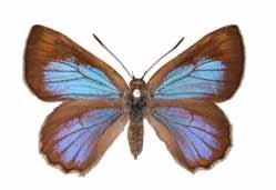 Wingspan: male and female 34mm Southern Purple Azure Ogyris genoveva - the bright upper side is only seen when