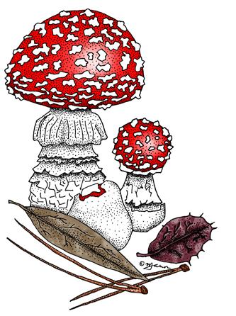 SOMANEWS SONOMA COUNTY MYCOLOGICAL ASSOCIATION VOLUME 27 : 2 October 2014 Patrick Hamilton SPEAKS AT SOMA MEETING on October 16th: Want To Learn How To Really Find Mushrooms?