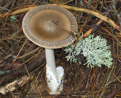 September Foray: Salt Point State Park By Darvin DeShazer The fungi displayed at the SOMA monthly foray was impressive in one category, the polypores.