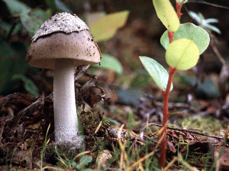 The Forager s Report: October 2014 By Patrick Hamilton Here it is just October and the porcini season has been already in full swinging, fruiting, swagger. Whaaa? You say. Huh? Did we miss something?