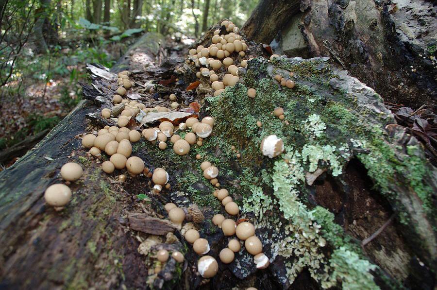 I do know some folks who missed very little, missed so not that they have great fat stashes yet as some of you fret reading of this Since the closest mushroom rains to us came back in August up to