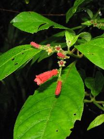 Rubiaceae Bauhinia