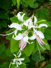 odorata Meliaceae