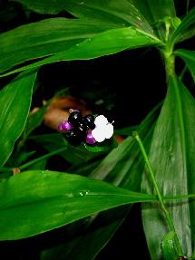 Orchidaceae Anthurium
