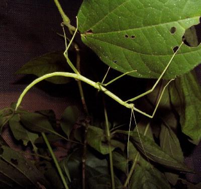Stick Insects An unusual component of Rapid Ecological Studies, but because of that quite interesting. A total of three species was collected.