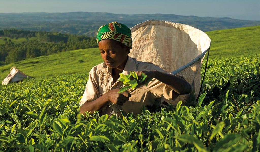 Õiglane kaubandus tagab arengumaade talunikele õiglase palga ja võimaldab tarbijatel vähendada vaesust arengumaades.