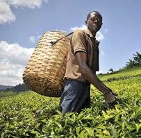 Fairtrade märgiga tee pärineb enamasti Ida-Aafrikast. Fairtrade märgiga kohv pärineb peamiselt Ladina-Ameerikast.
