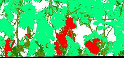% porosity from image analysis on-the-go On-the-go assessment of canopy porosity 60 50 y = 0.