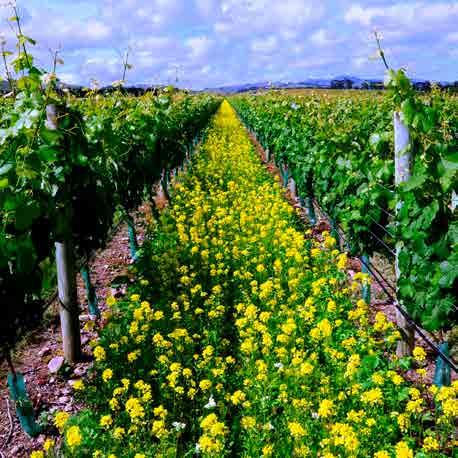 Pest & disease management Key to the profitability and sustainability of a vineyard is the health of its vines, so managing or eliminating the impacts of pests and disease is essential.