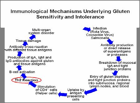 The Gluten-Reactivity has been prpsed t include nt nly CD, but als Gluten-Reactive patients withut mucsal lesins.