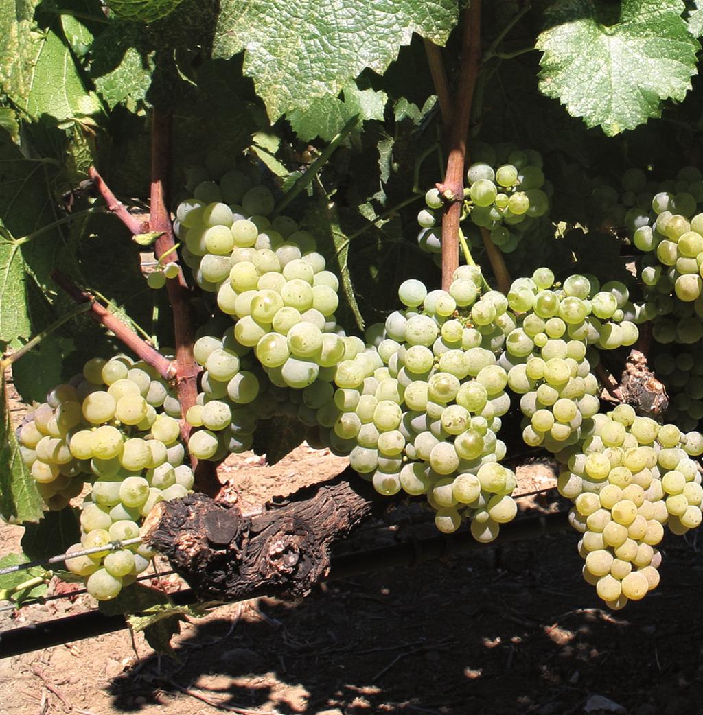 CA), most of which are available to the public. FPS selections include two main styles of the Chardonnay grape.