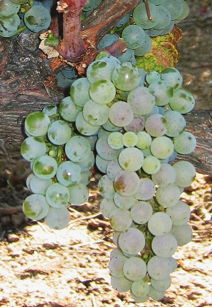2 fested in yield, vigor, fruit intensity and composition, and flavor profiles. 3,5 Formal grape clonal selection programs in the U.S.