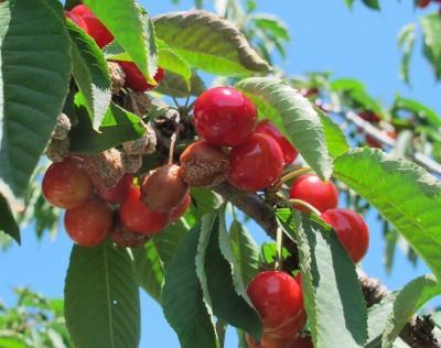 American brown rot infection on ripening sweet cherries. American brown rot is caused by the fungus Monilinia fructicola.