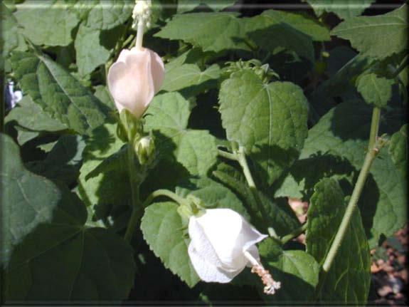 Bloom Color: White, Red Bloom Time: May, Jun, Jul, Aug, Sep, Oct, Nov Bloom Notes: Red flowers usually are produced in showy