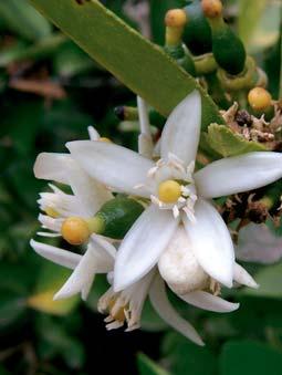 ORANGE BLOSSOM A leading honey plant in southern Florida, Texas, Arizona and California, orange trees bloom in March and April and produce a white to extra light amber honey with a pronounced aroma