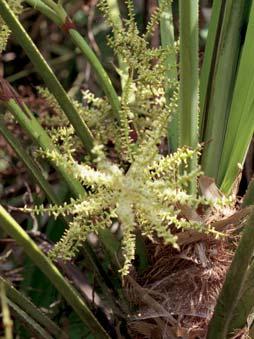 PALMETTO Distributed from North Carolina south to Florida, palmetto is especially abundant along the Atlantic Coast. Trees up to 60 feet tall produce whitish flowers in great compound clusters.